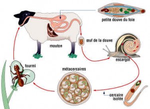 Petite douve du foie