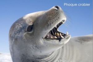 Phoque crabier