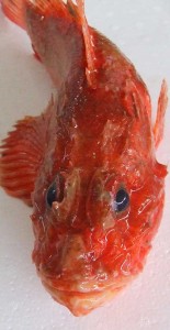 Rascasse rouge