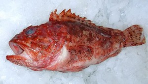 Rascasse rouge
