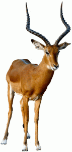 Antilope