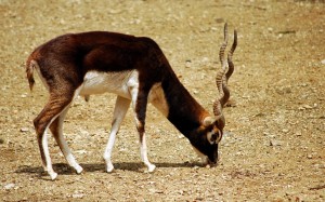 Antilope