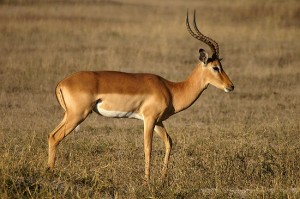 Antilope