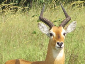 Antilope