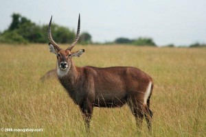 Antilope