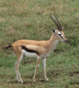 Antilope