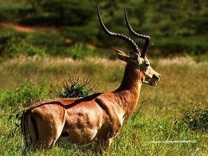 Antilope