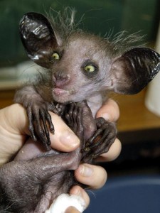 Aye-aye