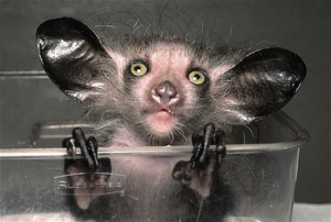 Aye-aye
