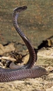Cobra cracheur