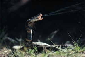 Cobra cracheur