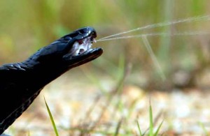 Cobra cracheur