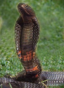 Cobra cracheur