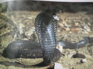 Cobra cracheur