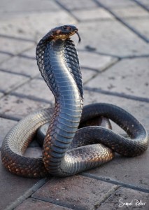 Cobra cracheur