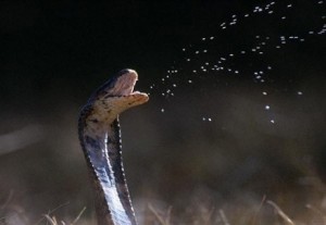 Cobra cracheur