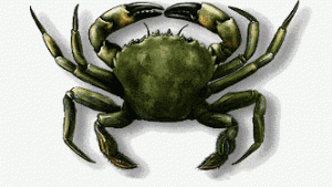 Crabe vert