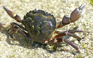 Crabe vert
