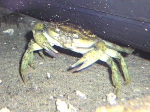 Crabe vert