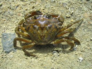Crabe vert
