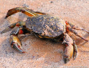 Crabe vert