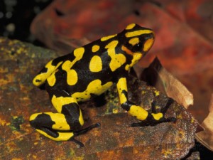 Dendrobate arlequin