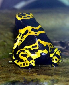 Dendrobate arlequin
