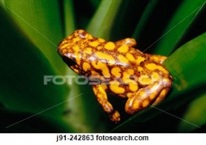 Dendrobate arlequin
