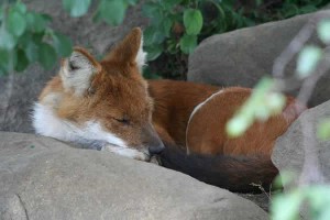 Dhole