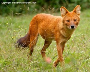 Dhole