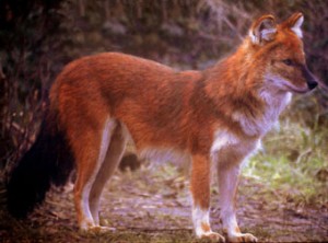 Dhole