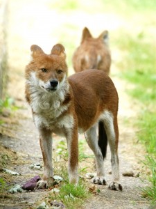 Dhole