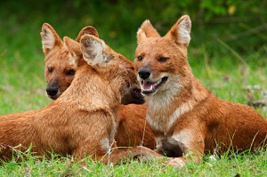 Dhole