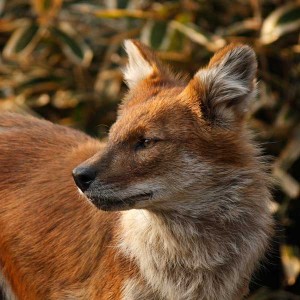 Dhole