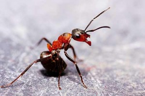 Fourmi rousse