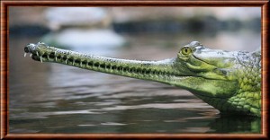 Gavial du Gange