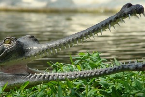 Gavial du Gange