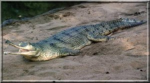 Gavial du Gange