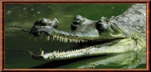 Gavial du Gange