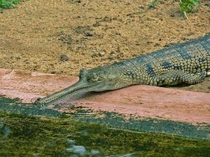Gavial du Gange
