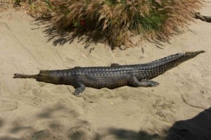Gavial du Gange
