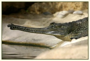 Gavial du Gange
