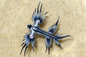 Glaucus atlantique