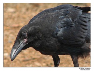 Grand corbeau