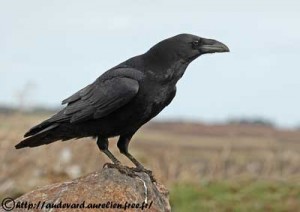 Grand corbeau