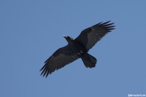 Grand corbeau