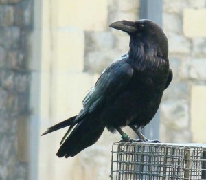 Grand corbeau