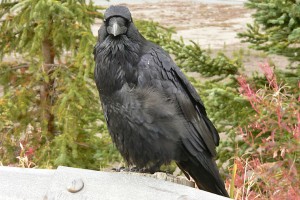 Grand corbeau