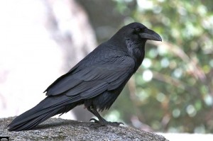 Grand corbeau