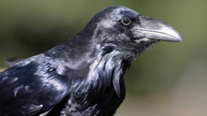 Grand corbeau